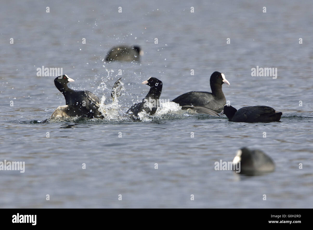 Eurasian Coot Stock Photo Alamy
