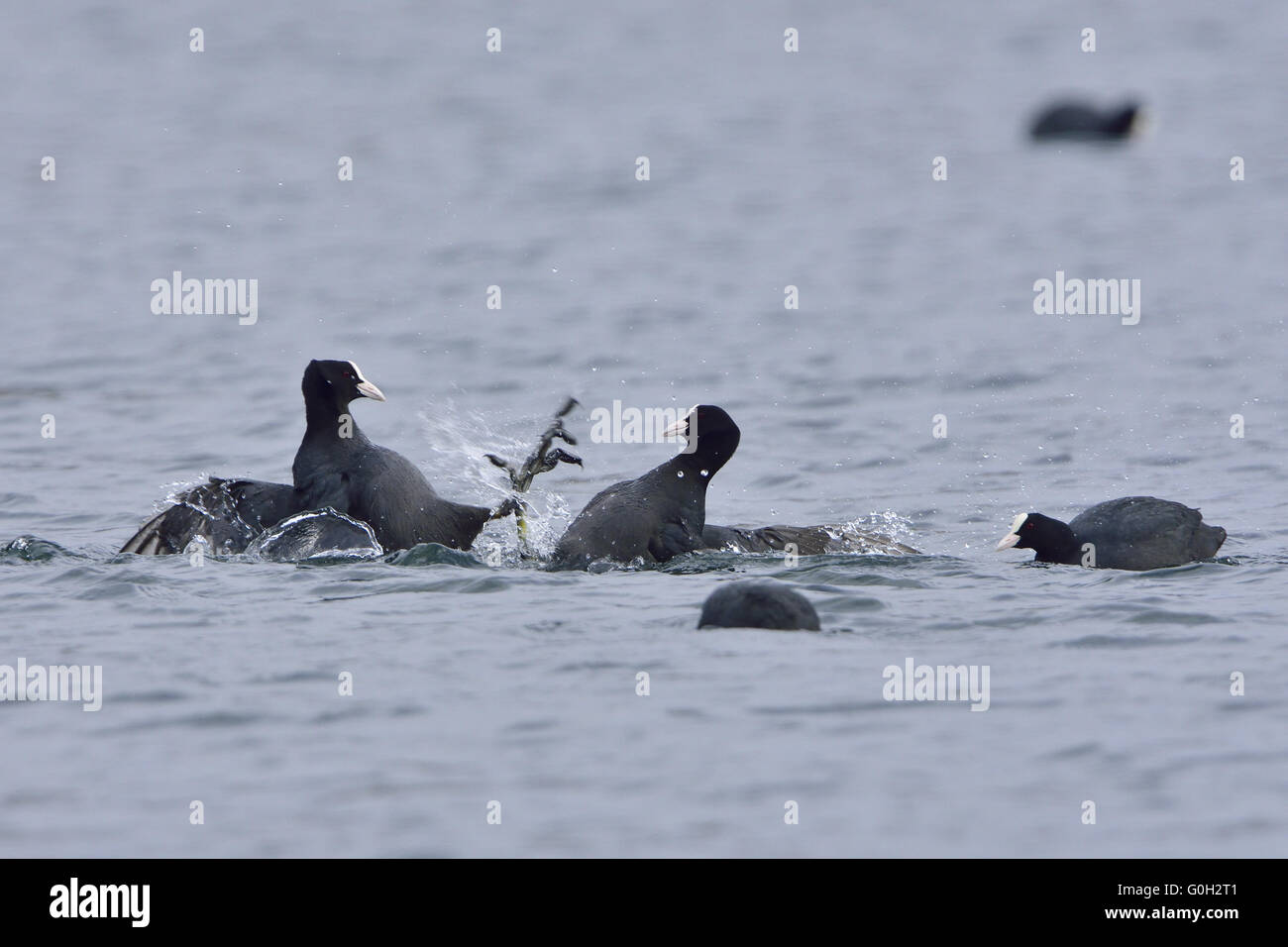 Eurasian Coot Stock Photo