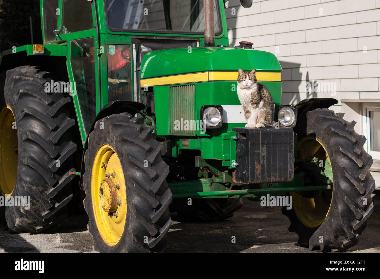 House cat sitting on a modern tractor Stock Photo
