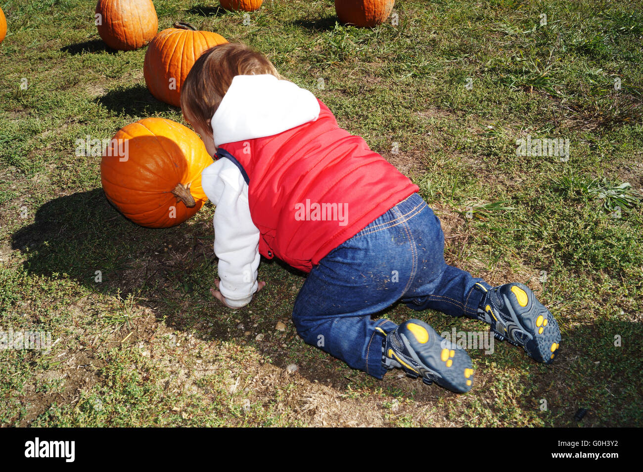A boy picking up a pumpkin or trying to Stock Photo