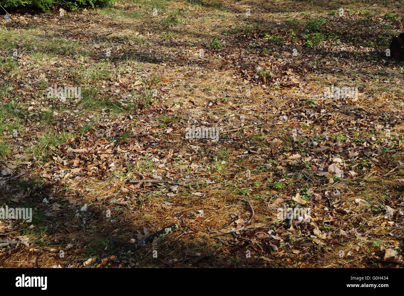 Raked leaves hi-res stock photography and images - Alamy