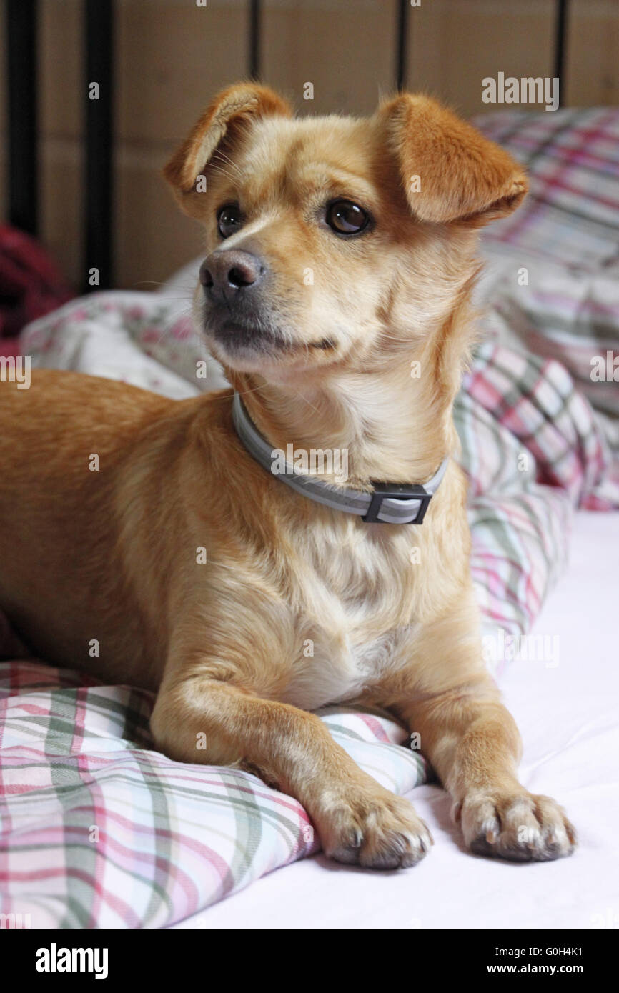 dog in the bed Stock Photo Alamy