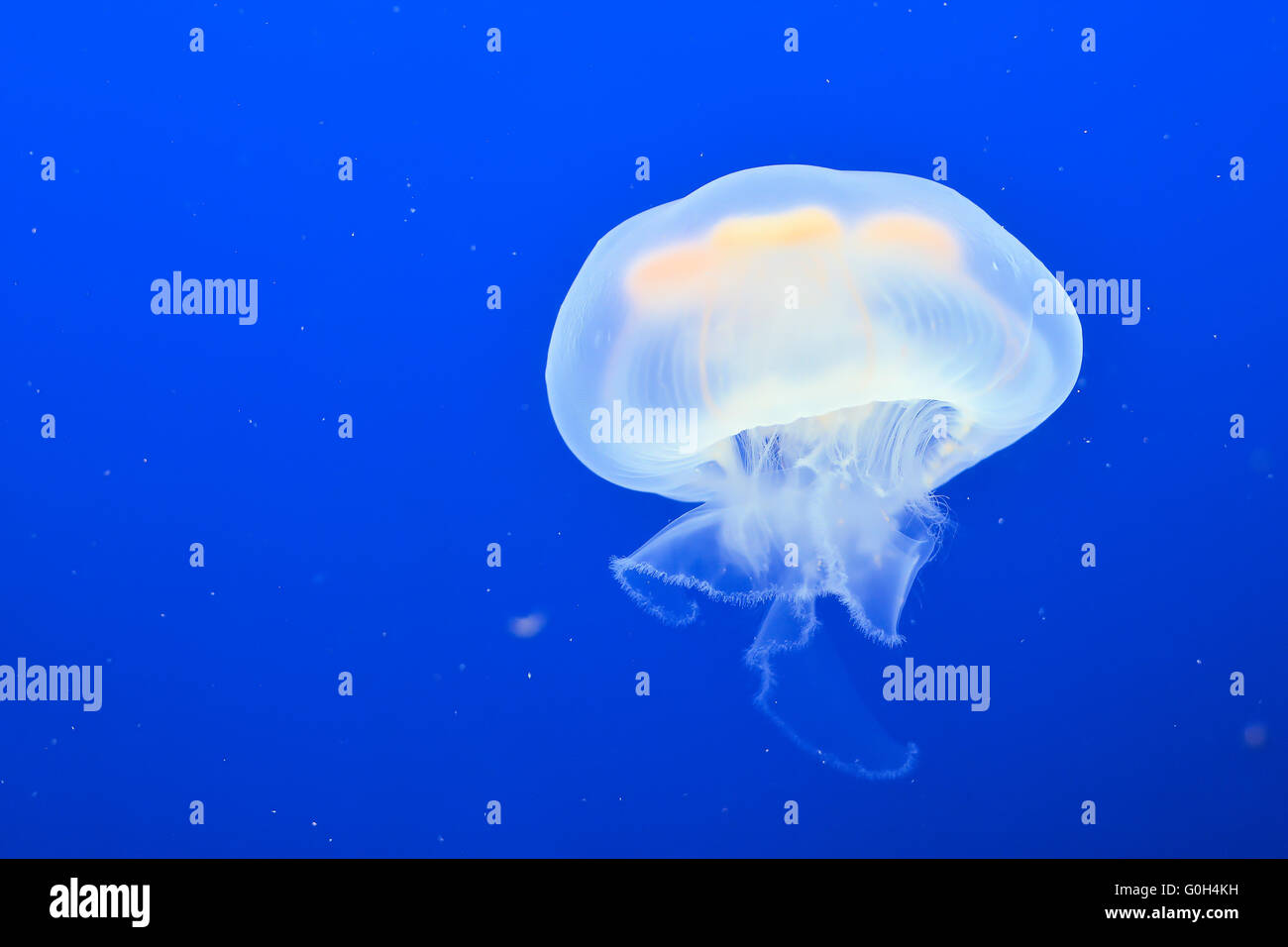 jellyfish floats in an aquarium Stock Photo