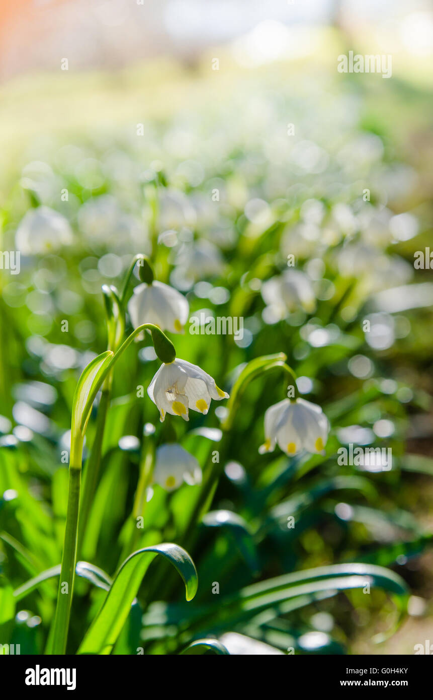 Close up first spring white hi-res stock photography and images - Alamy
