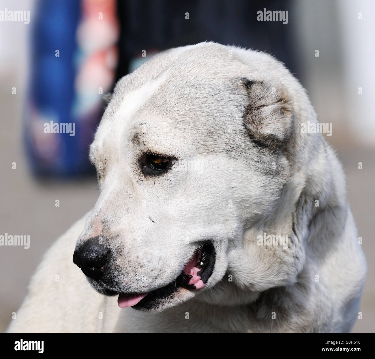Big Asian Sheep dog portrait over blurry background Stock Photo