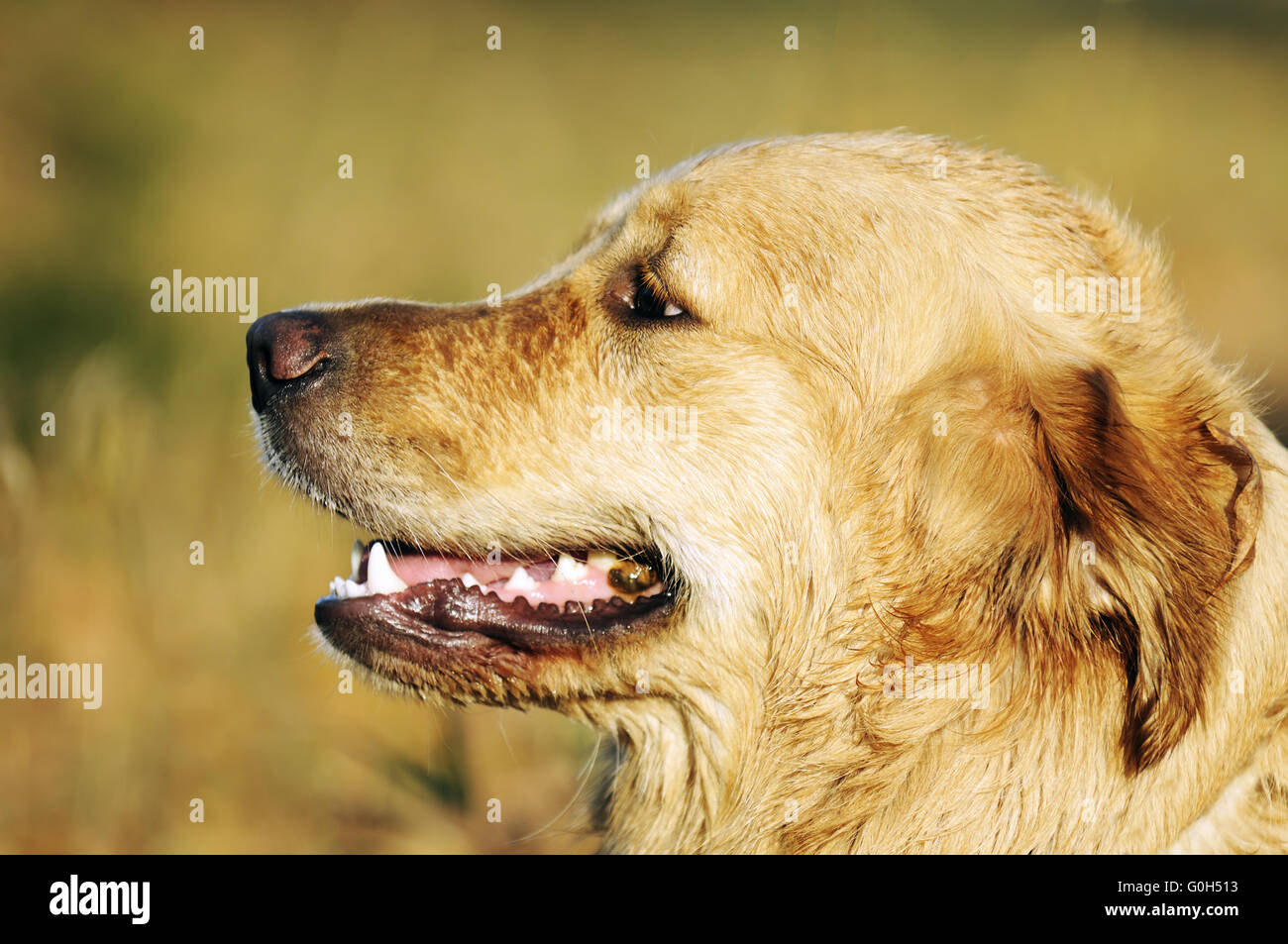 Long haired retriever hi-res stock photography and images - Alamy