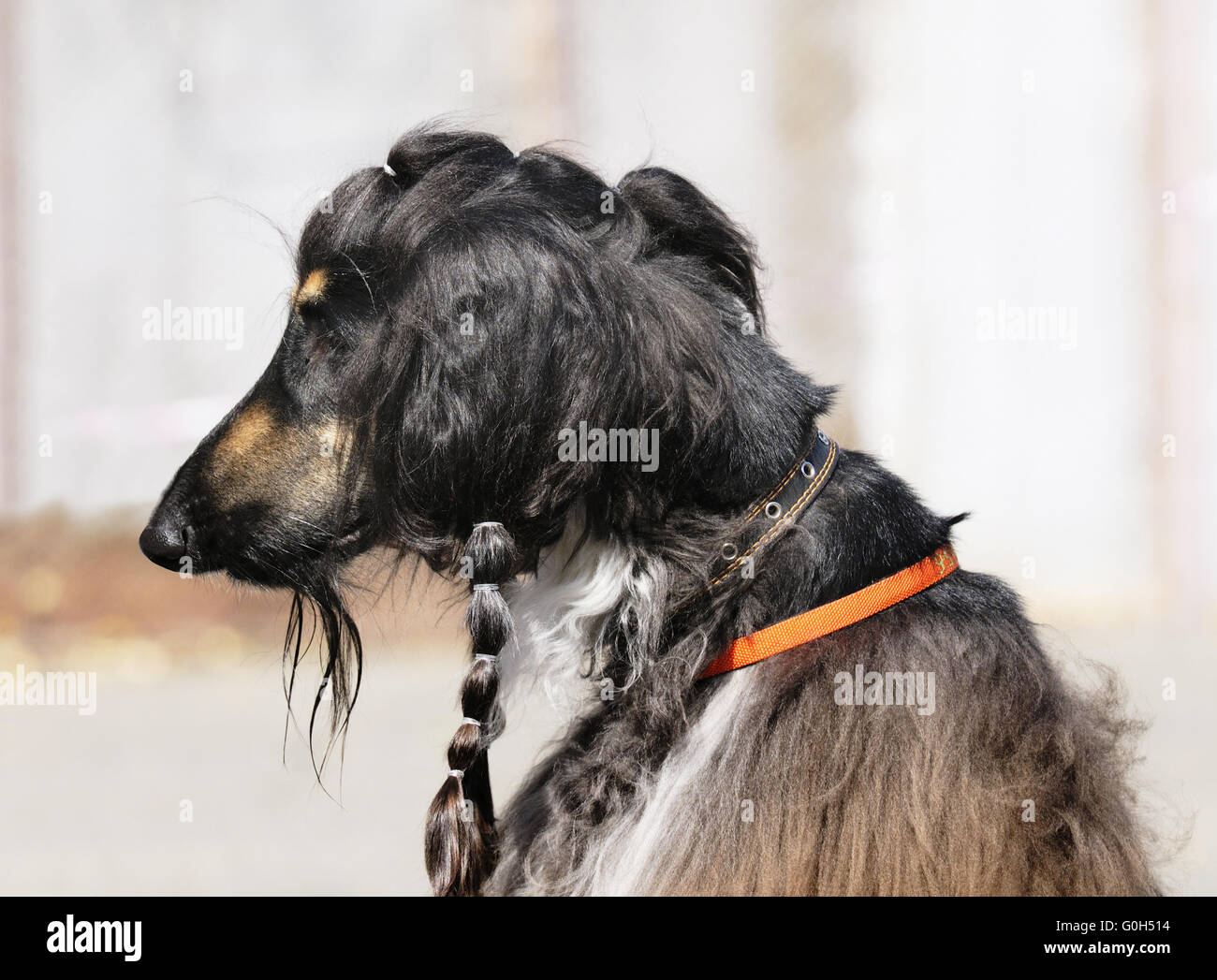 Pedigree Afghan borzoi dog outdoor portrait over blurry background