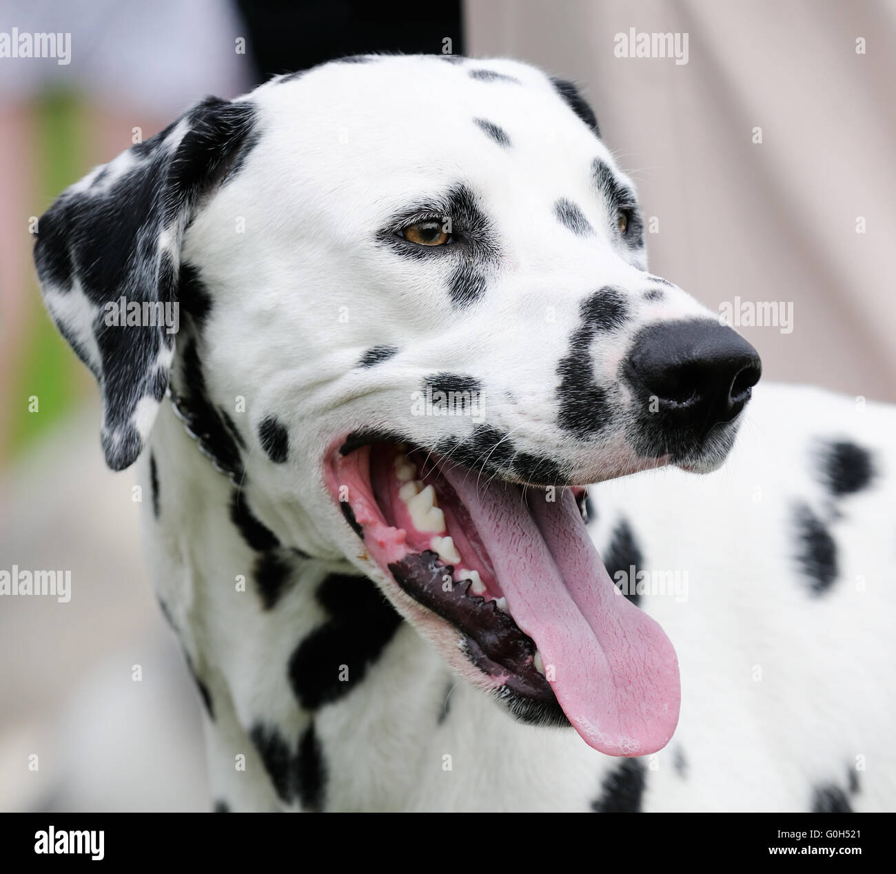 Dalmatian dog outdoors portrait over blurry background Stock Photo