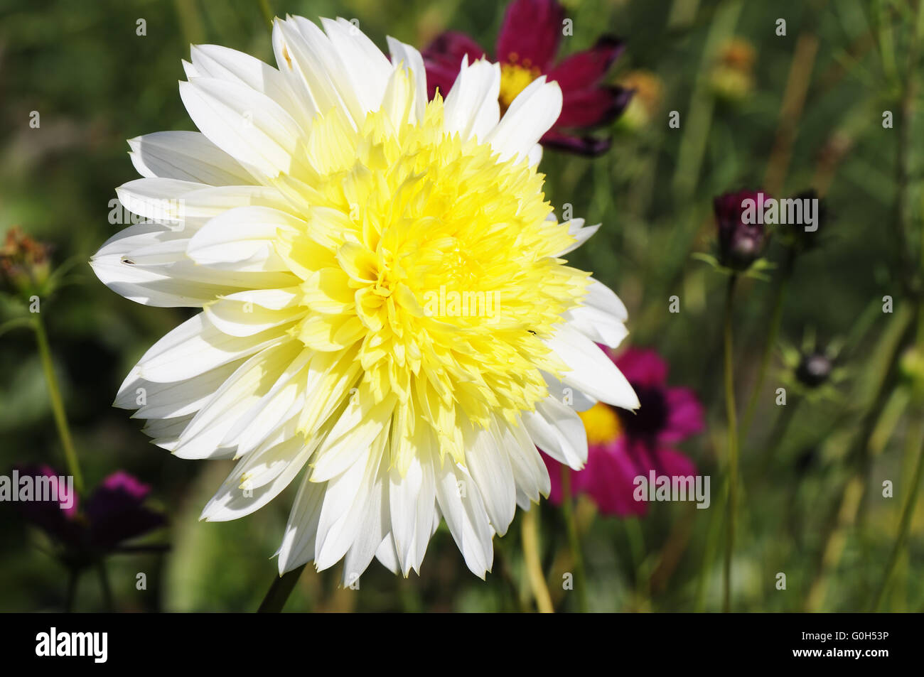 White with yellow blossoming Dahlia flowe over blurry background Stock Photo