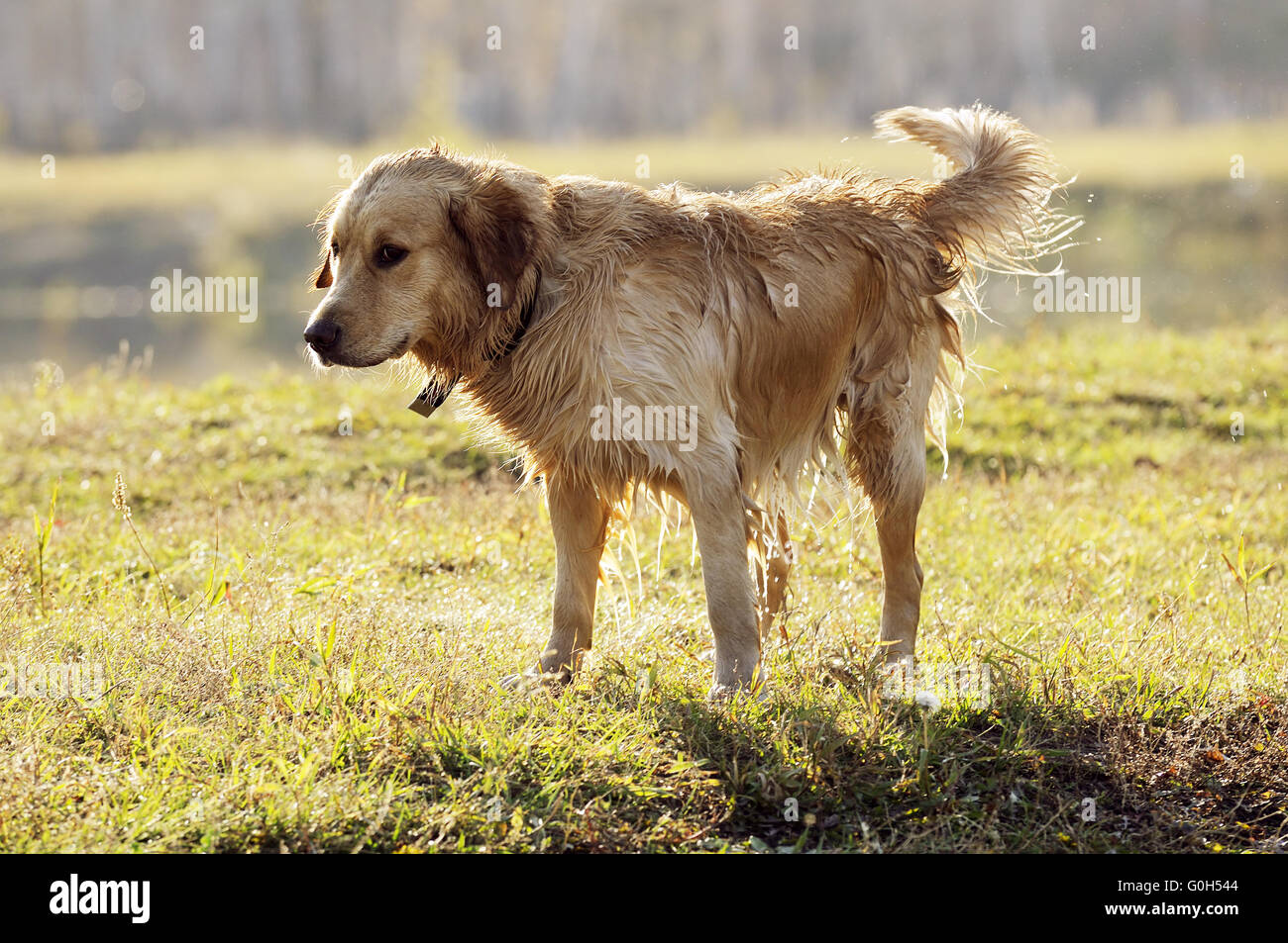 Wet Golden retriever dog over blurry background Stock Photo