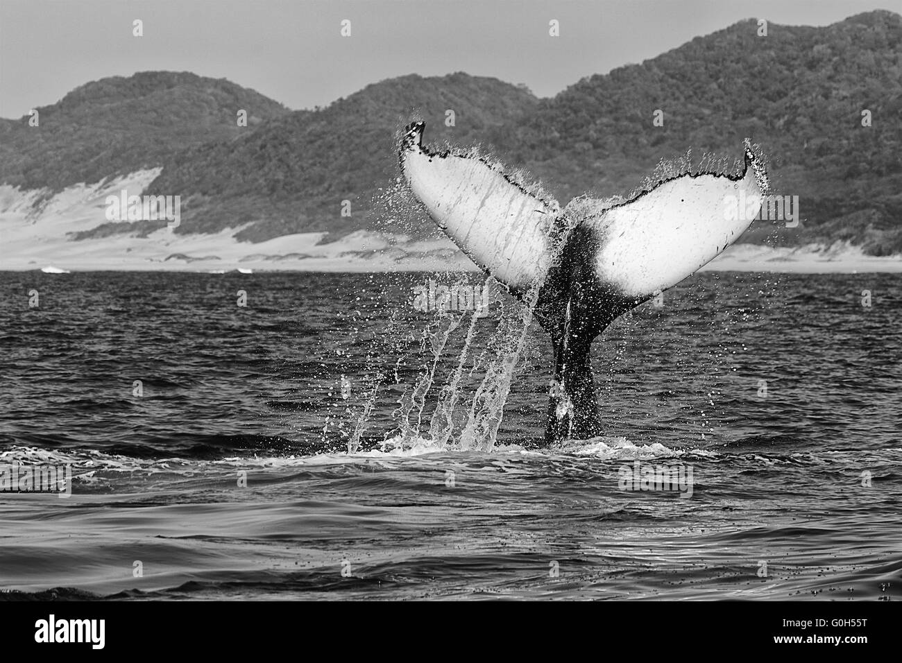 Humpback whale tail Black and White Stock Photos & Images - Alamy