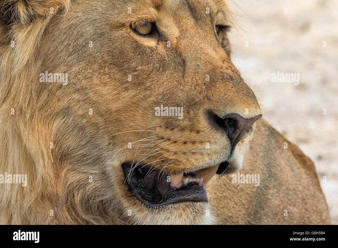 portrait of a huge male lion at etosha national park south africa Stock Photo