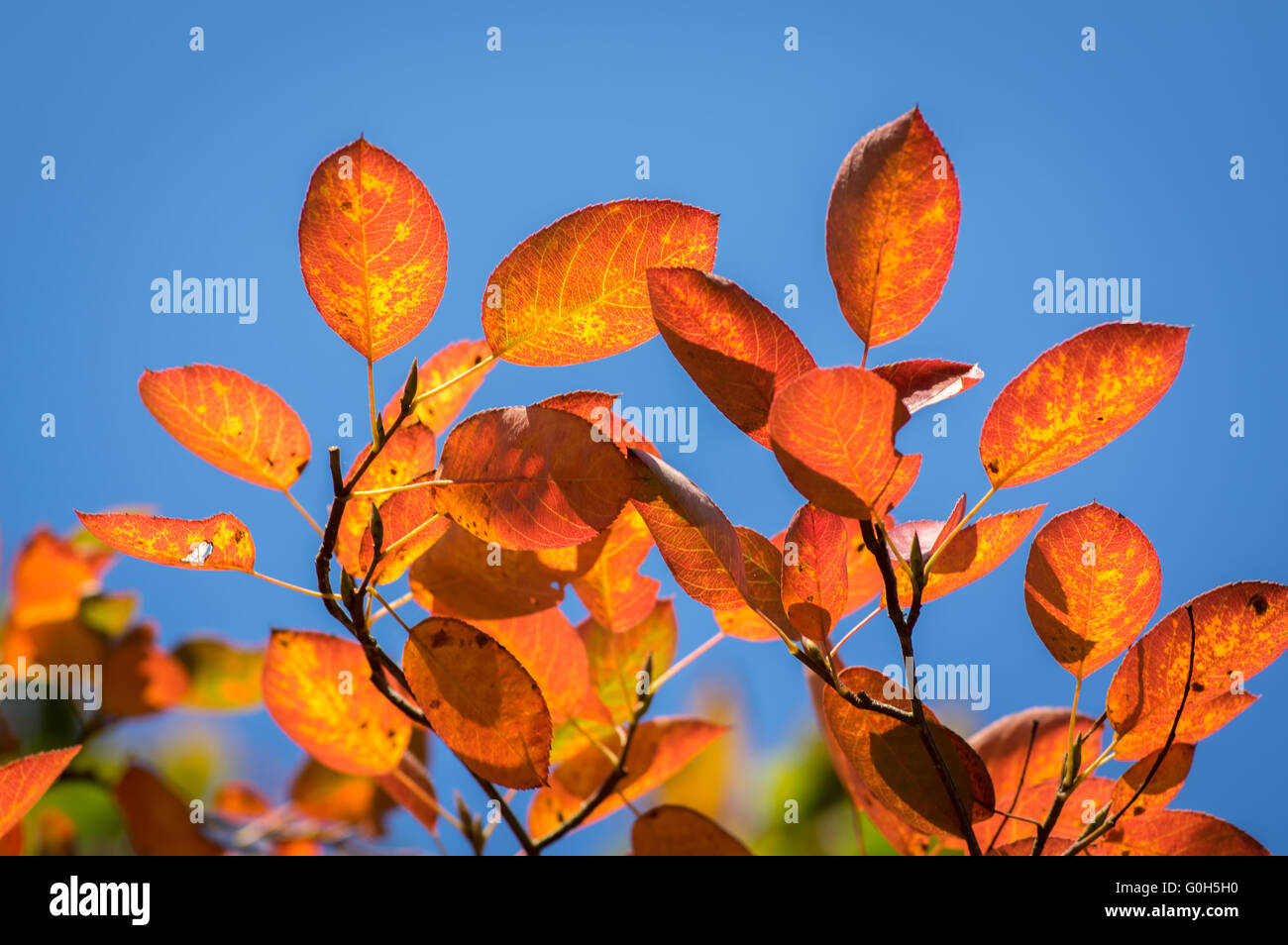 Beautiful autumn leaves Stock Photo