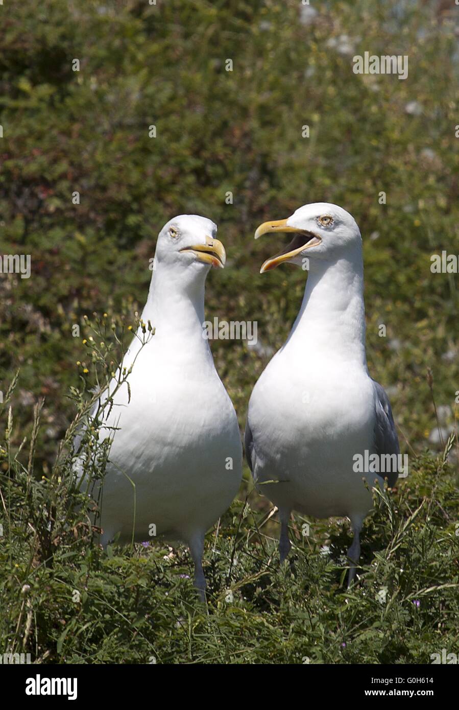 European Herring Gull Stock Photo - Alamy