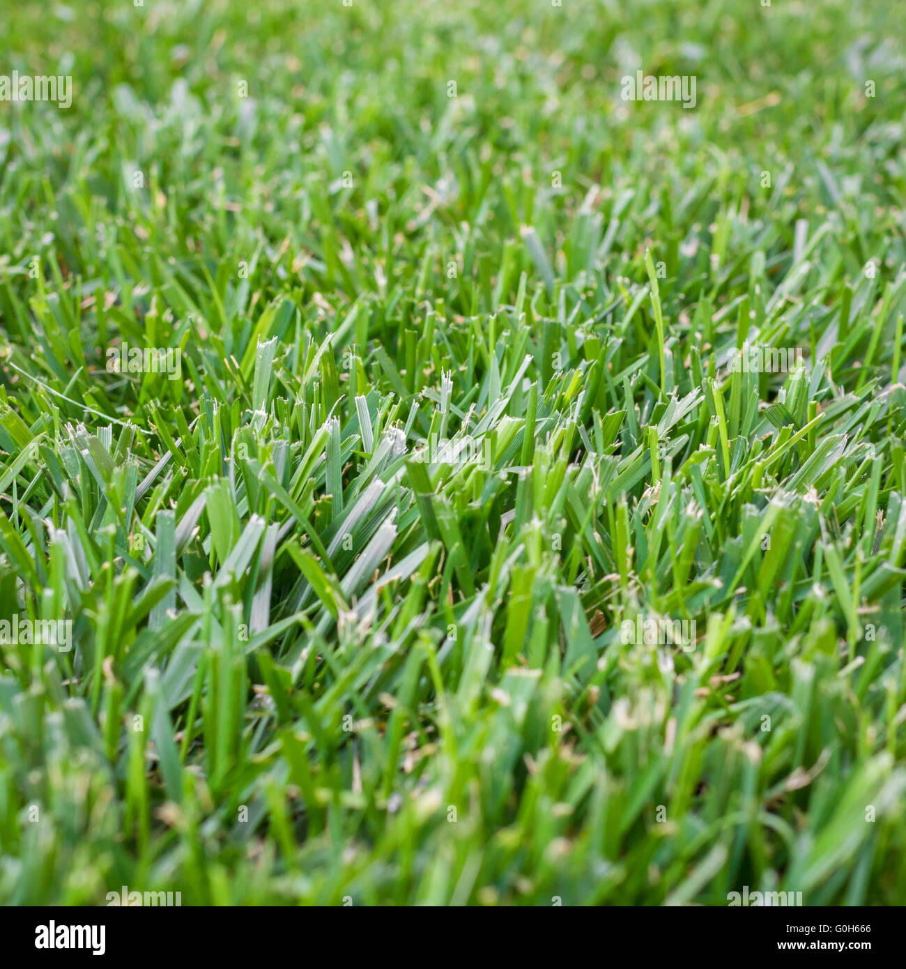 Hand scissors grass hi-res stock photography and images - Alamy