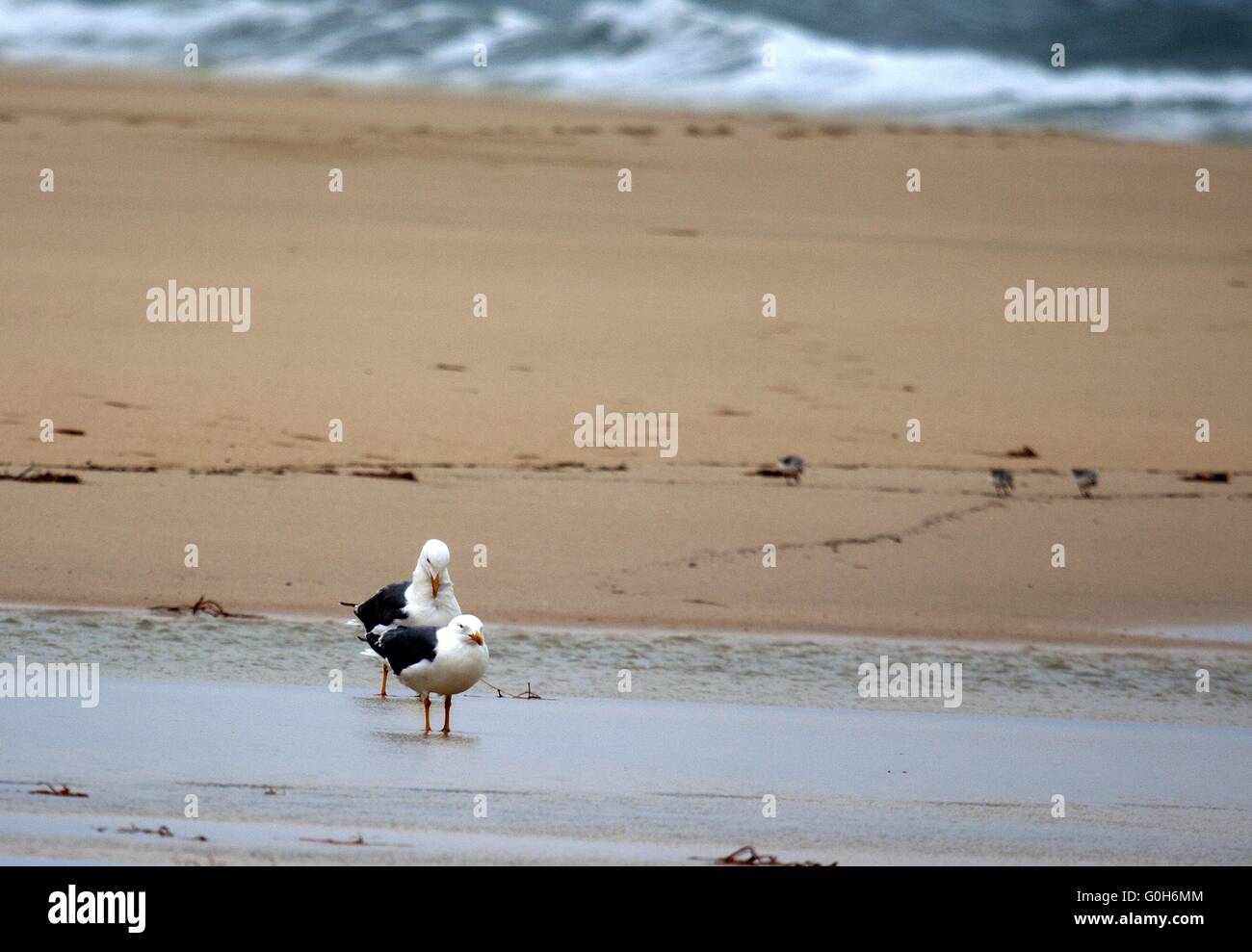 Lesser Black-backed Gull Stock Photo