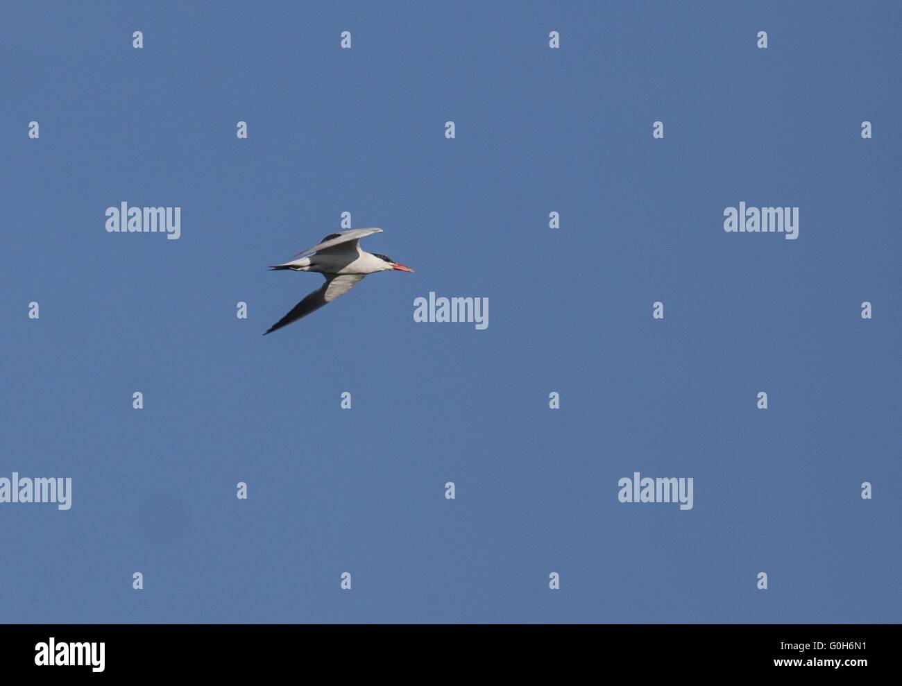 Caspian Tern Stock Photo