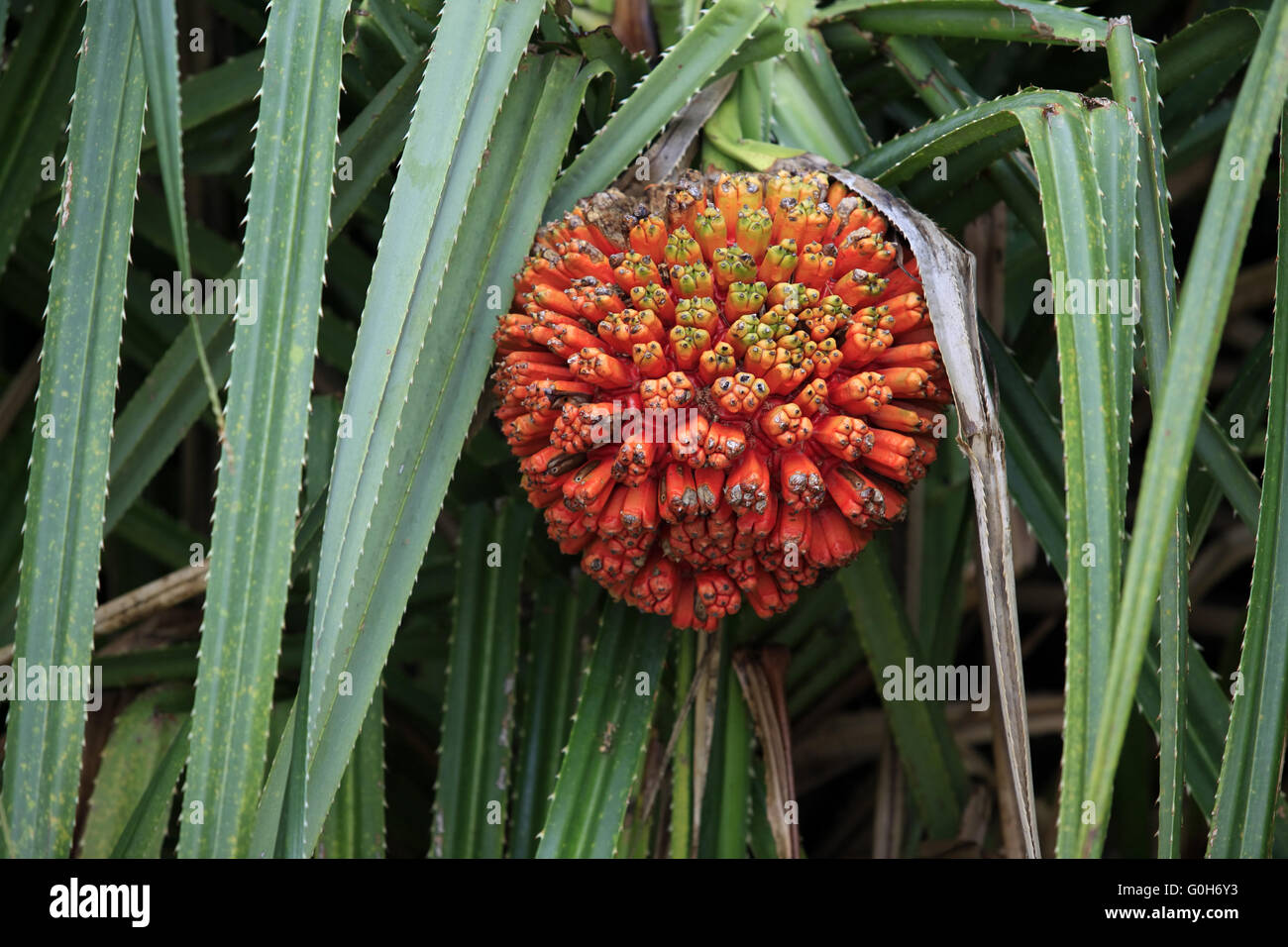 Hala fruit (Pandanus tectorius) Stock Photo