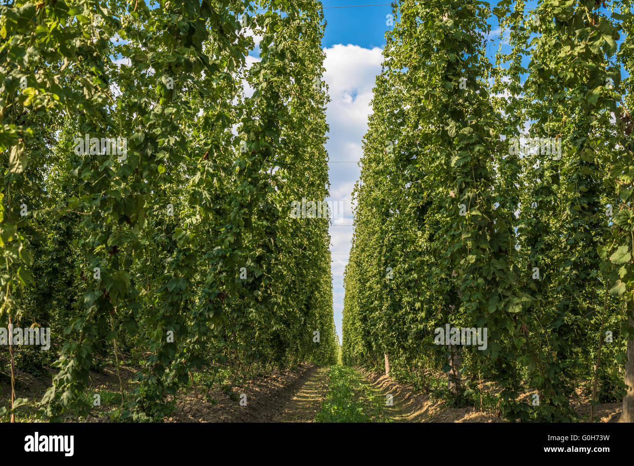 Hops plantation in Bavaria, Germany Stock Photo