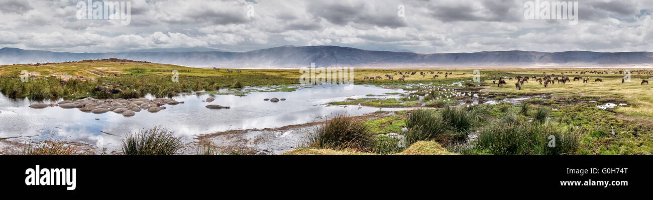 Panorama with many animals inside Ngorongoro crater, Ngorongoro Conservation Area, UNESCO world heritage site, Tanzania, Africa Stock Photo