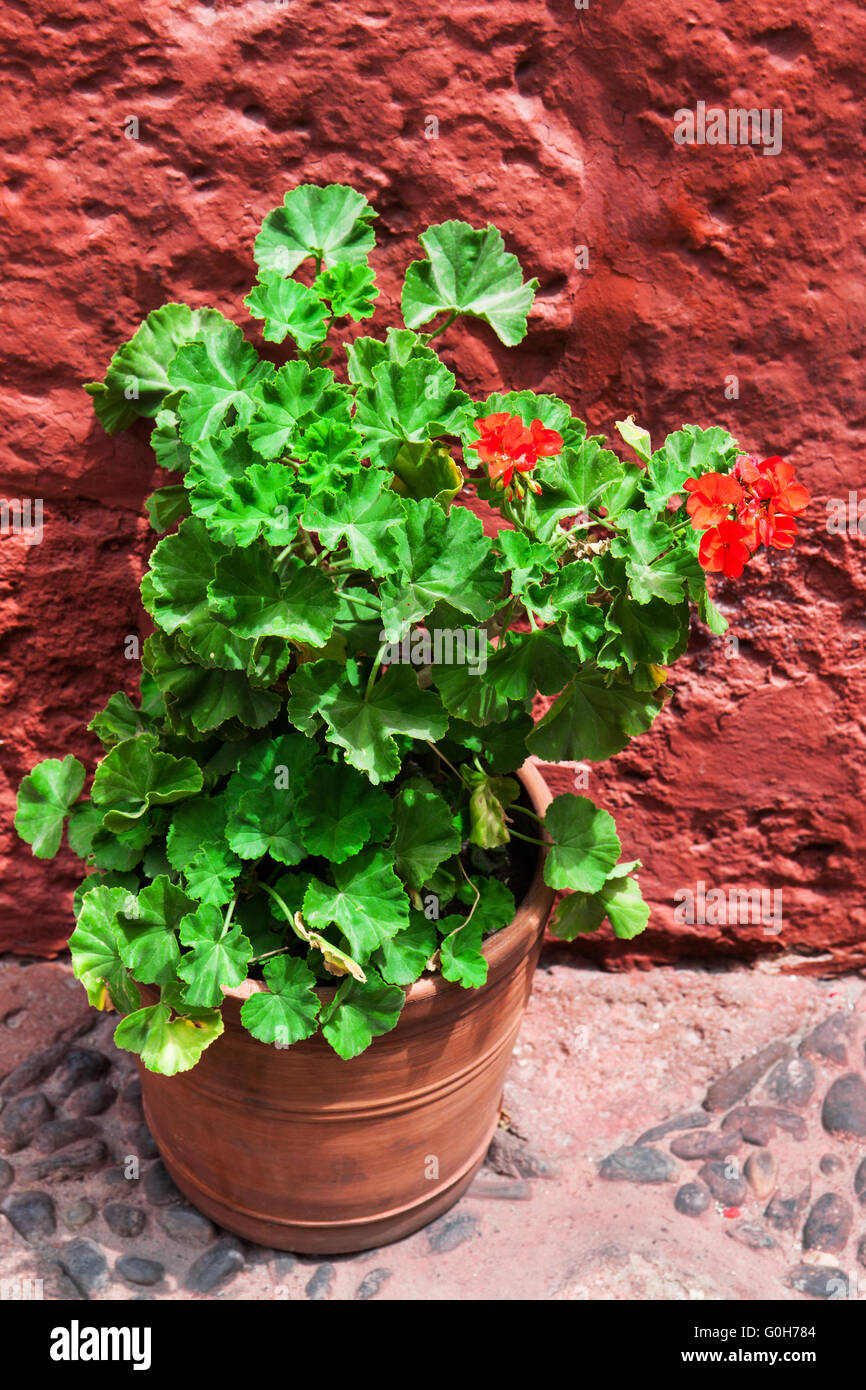 geraniums on background of red wall Stock Photo - Alamy