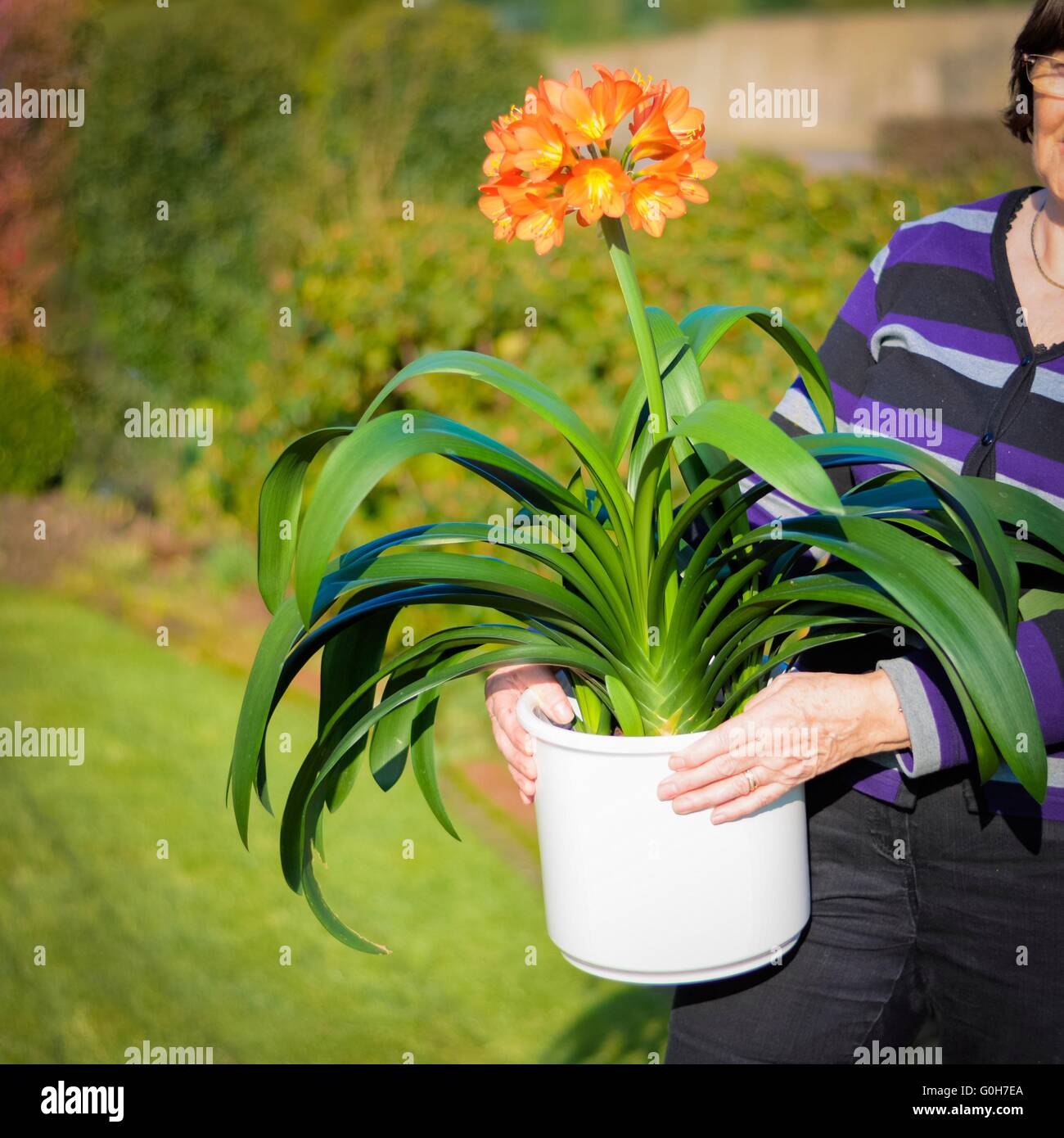 woman with clivia in garden Stock Photo