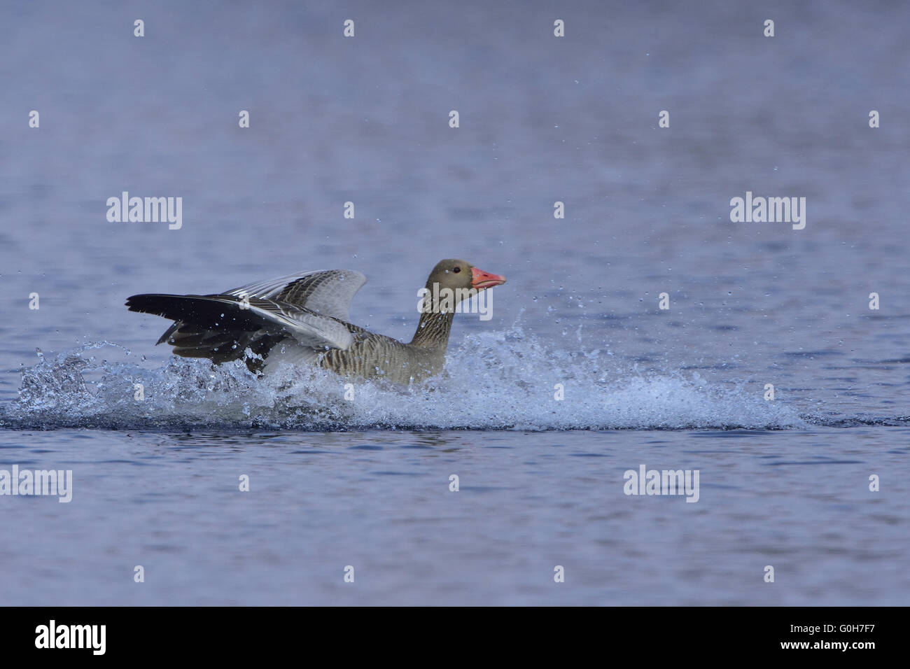 Greylag Goose Stock Photo