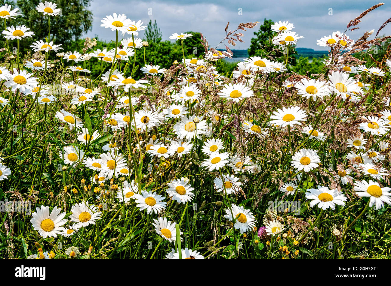 Flower heads of the common daisy brighten a meadow with their white petals and yellow centres amongst the neighbouring plants Stock Photo