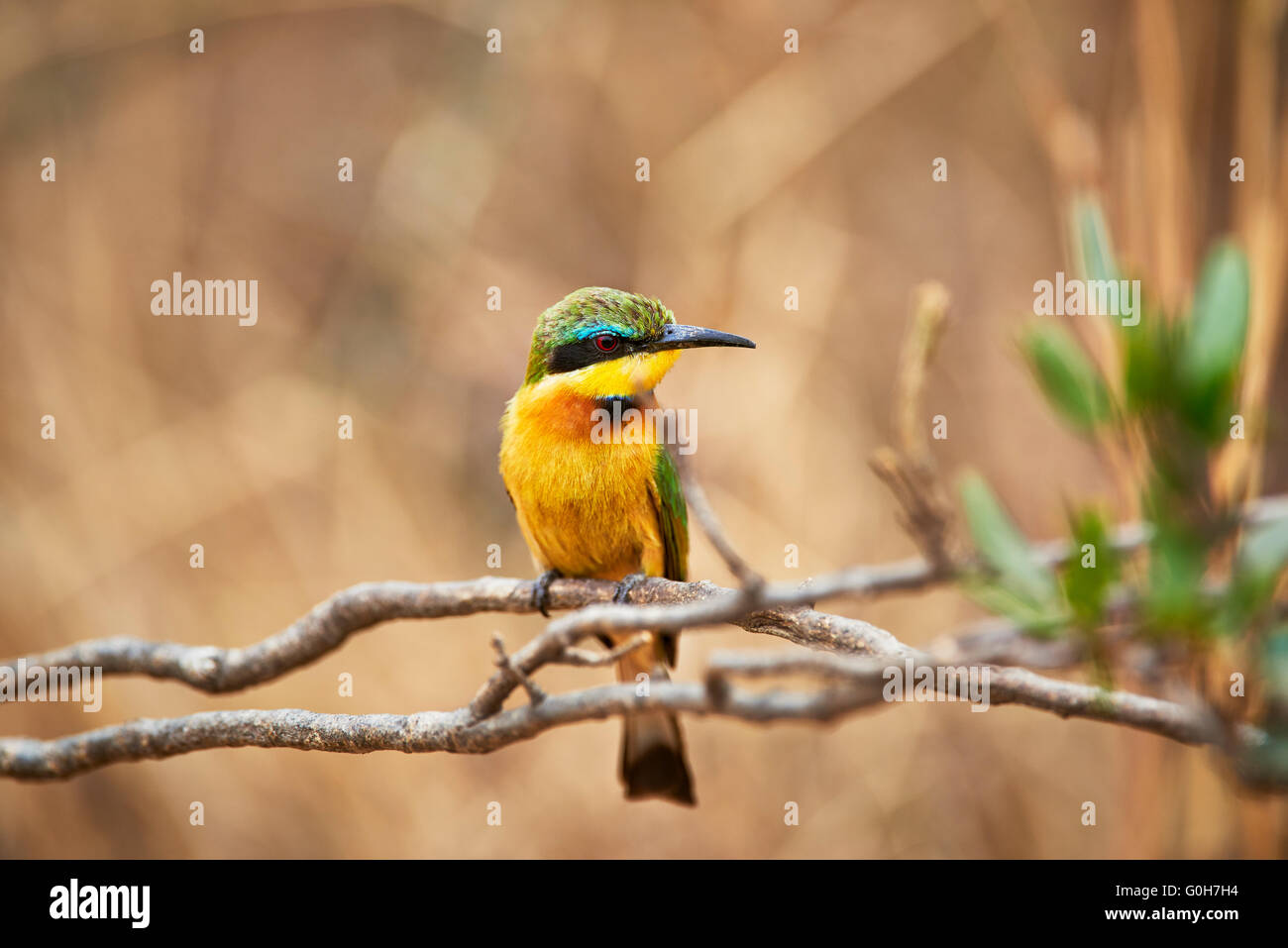 little bee-eater (Merops pusillus), Lake Manyara National Park, Tanzania, Africa Stock Photo