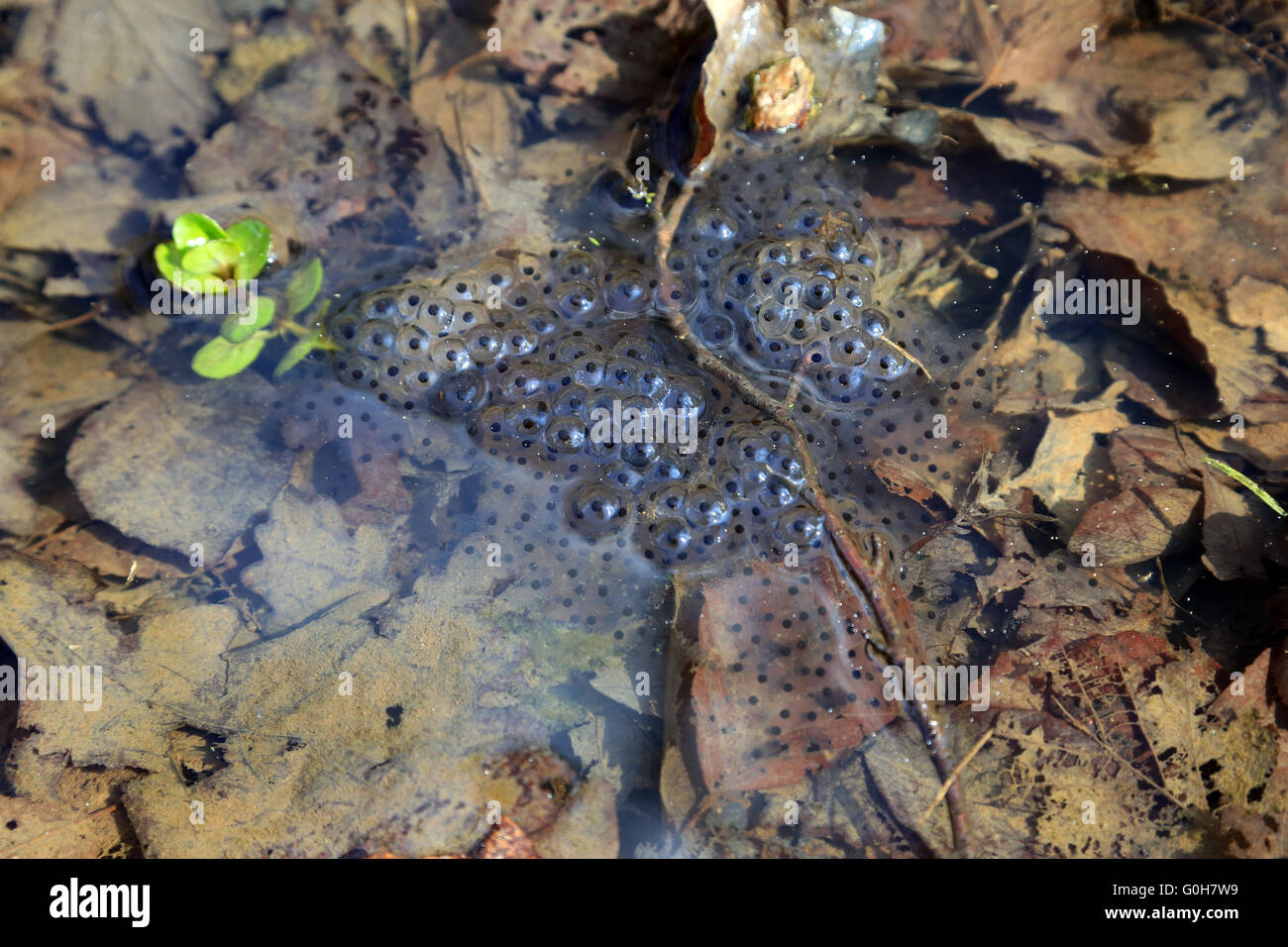 Spawn klumpen hi-res stock photography and images - Alamy