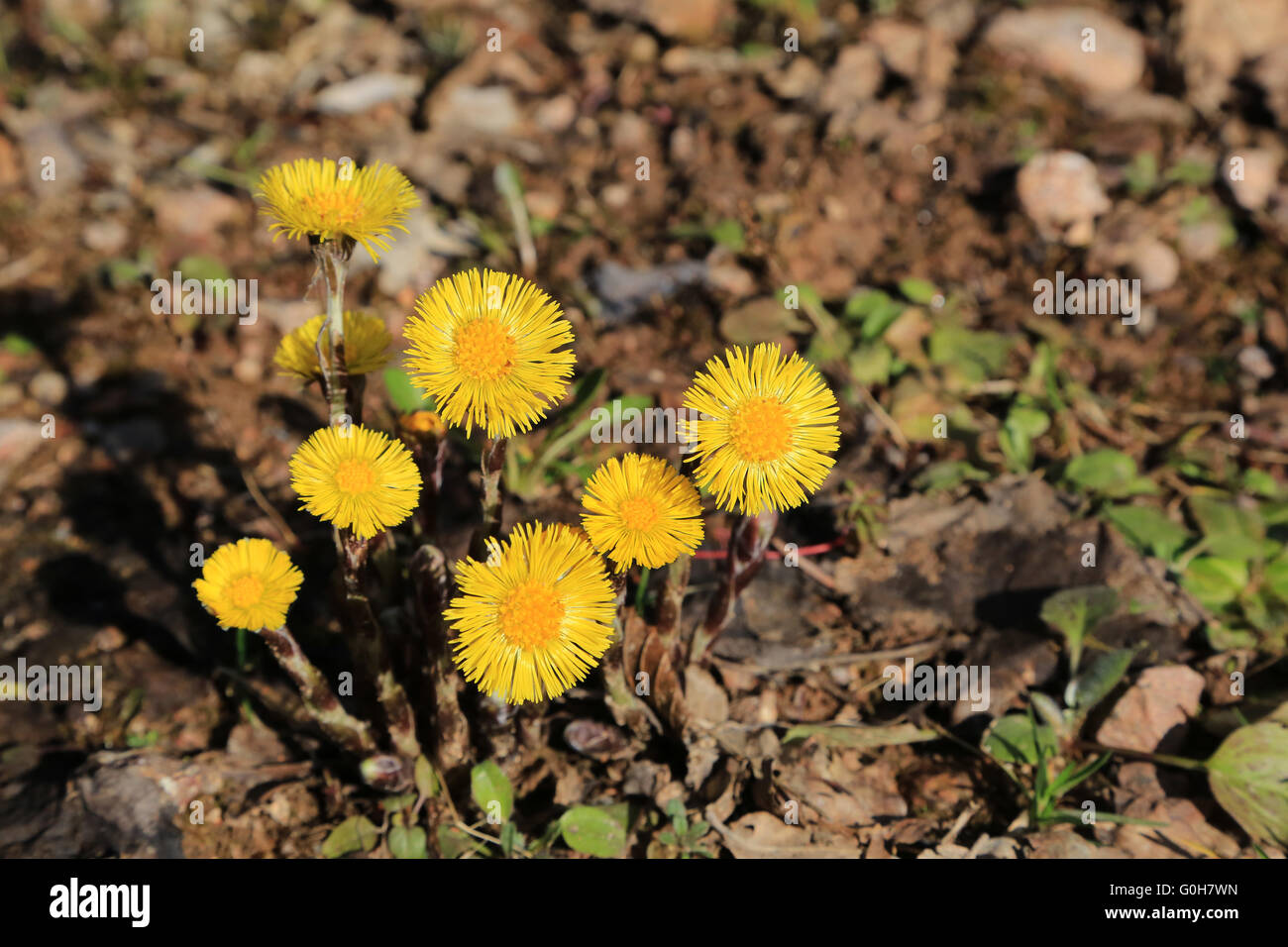 Blooming coltsfoot Stock Photo