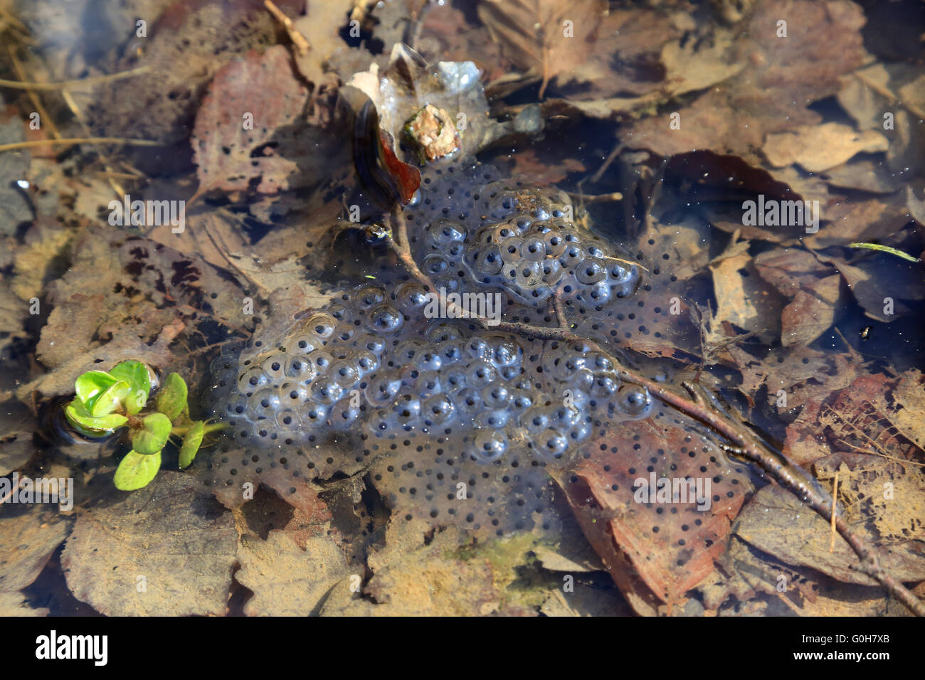 Frog spawn in the pool Stock Photo