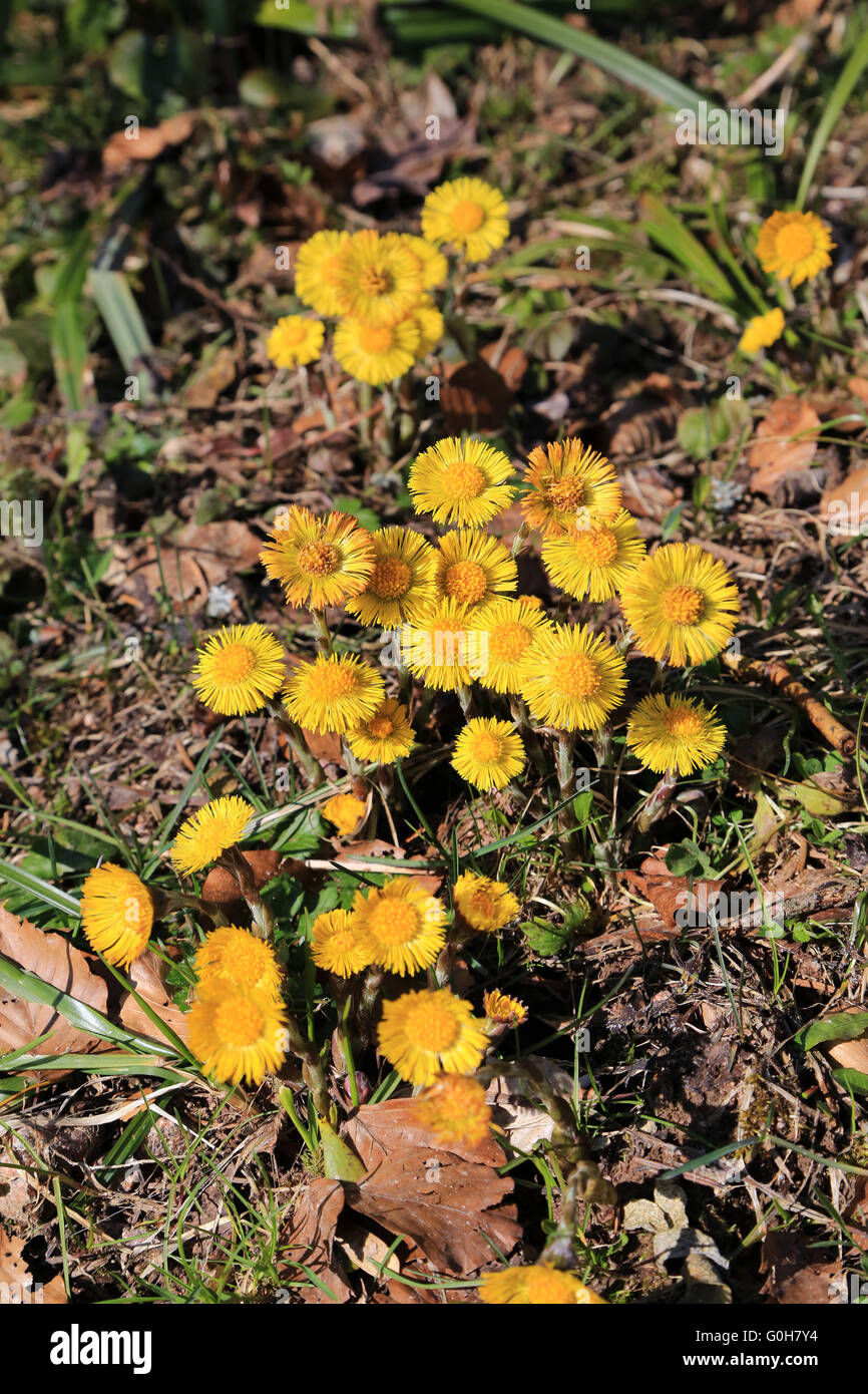 Blooming coltsfoot Stock Photo