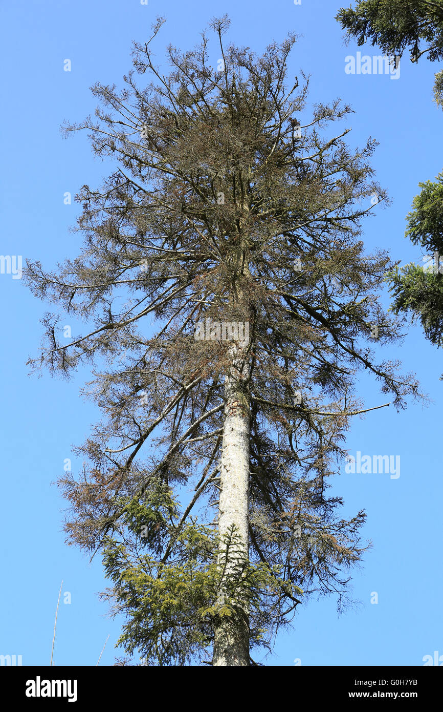 Dying fir tree hires stock photography and images Alamy