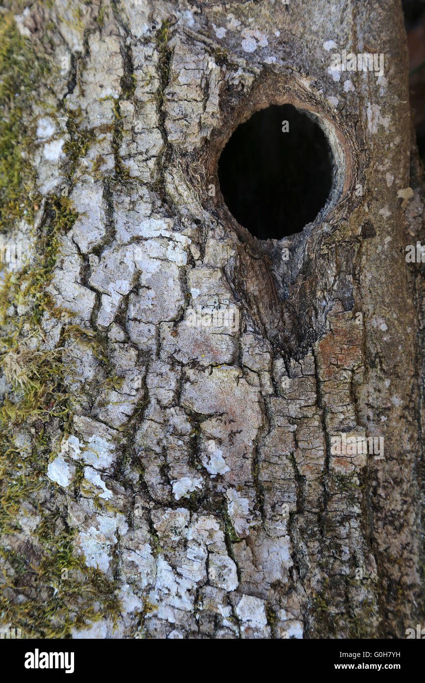Woodpecker cave Stock Photo
