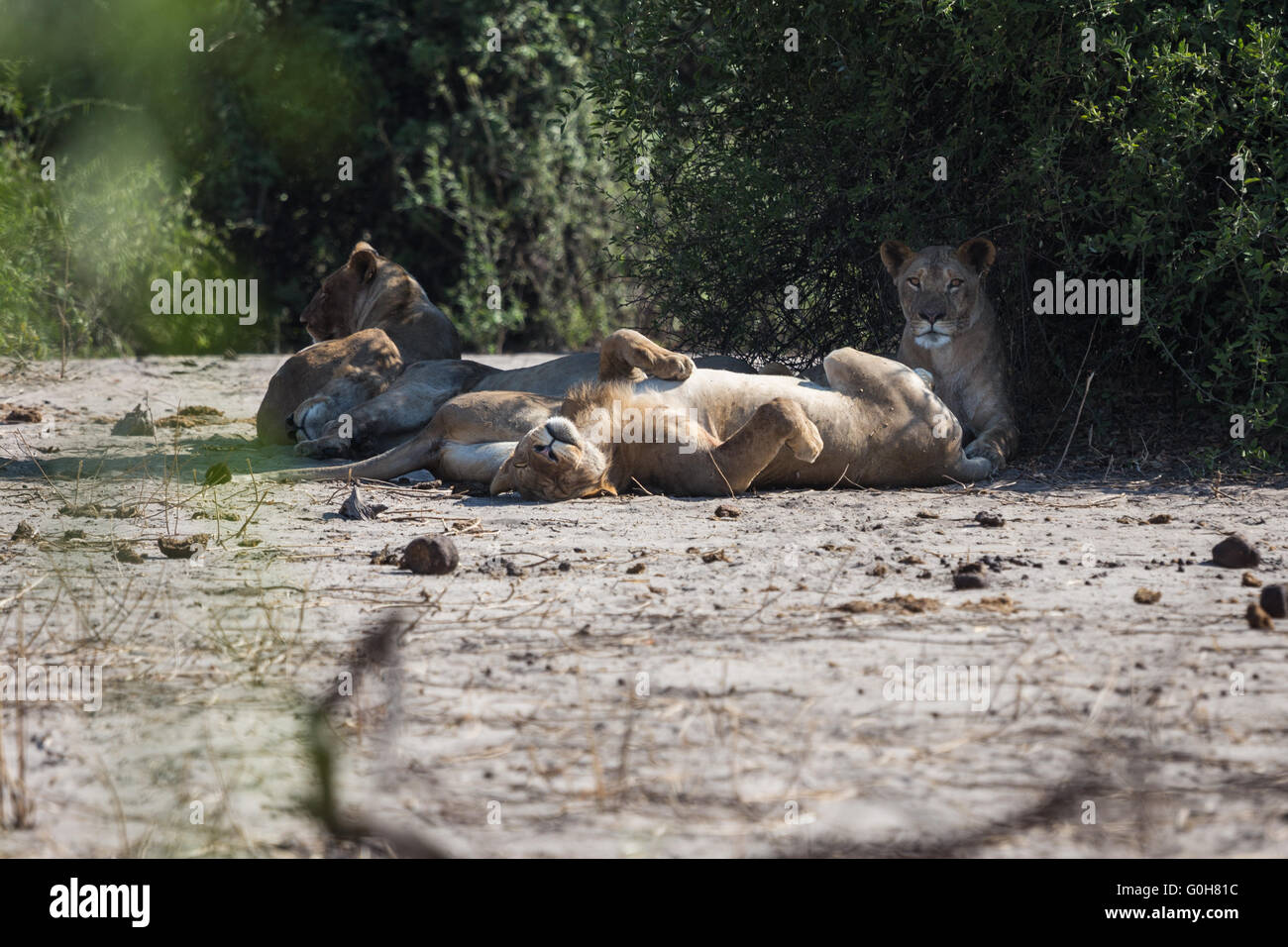 Southwest African Lion High Resolution Stock Photography and Images - Alamy