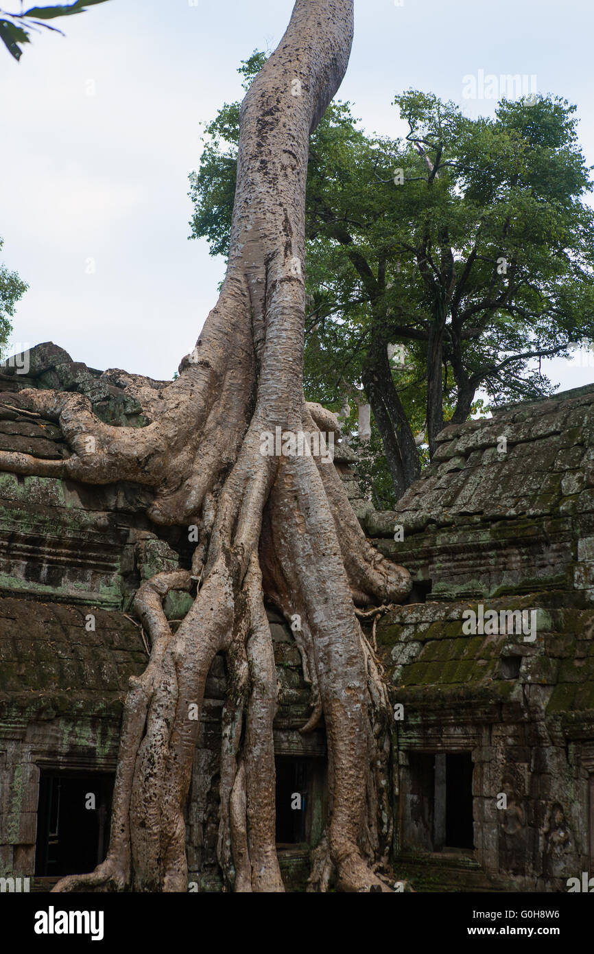 Roots of Tetrameles nudiflora, known as the 'Tomb Raider Tree', invade a wall of the inner courtyard, Ta Prohm, Cambodia Stock Photo
