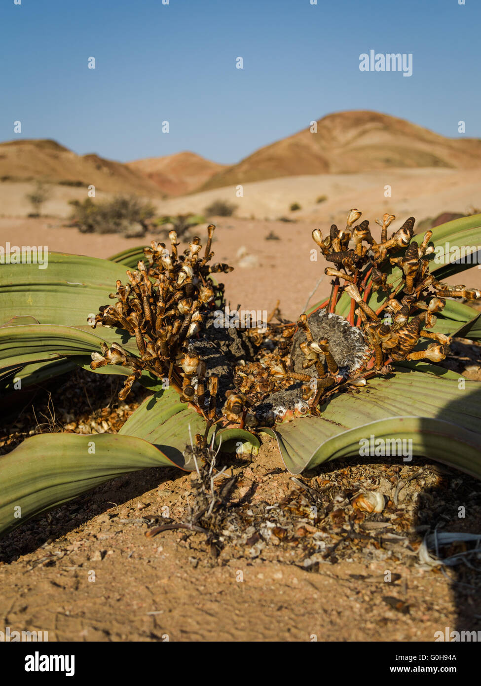 Welwitschia Mirabilis of Namibia. Estimated lifespan of the flower is