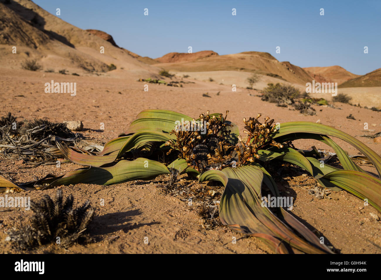 Welwitschia Mirabilis of Namibia. Estimated lifespan of the flower is