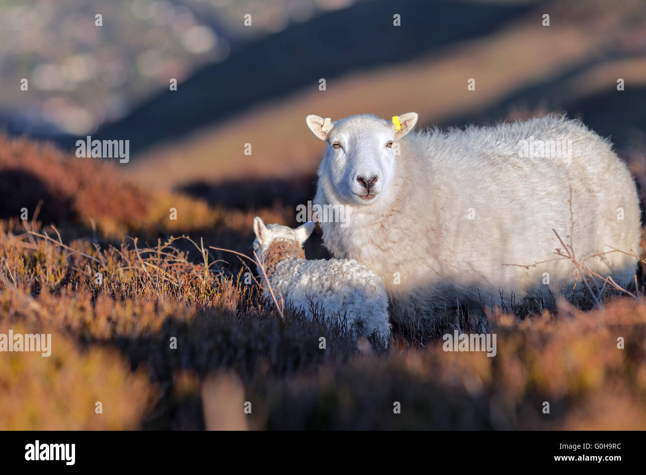 Sheep and a Lamb Among Heatherland Moors Stock Photo