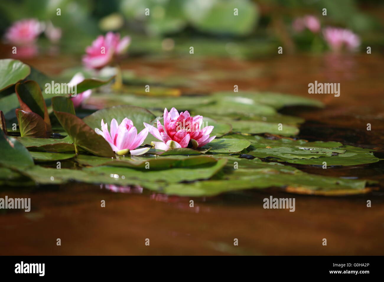 waterlily red lotus Stock Photo Alamy