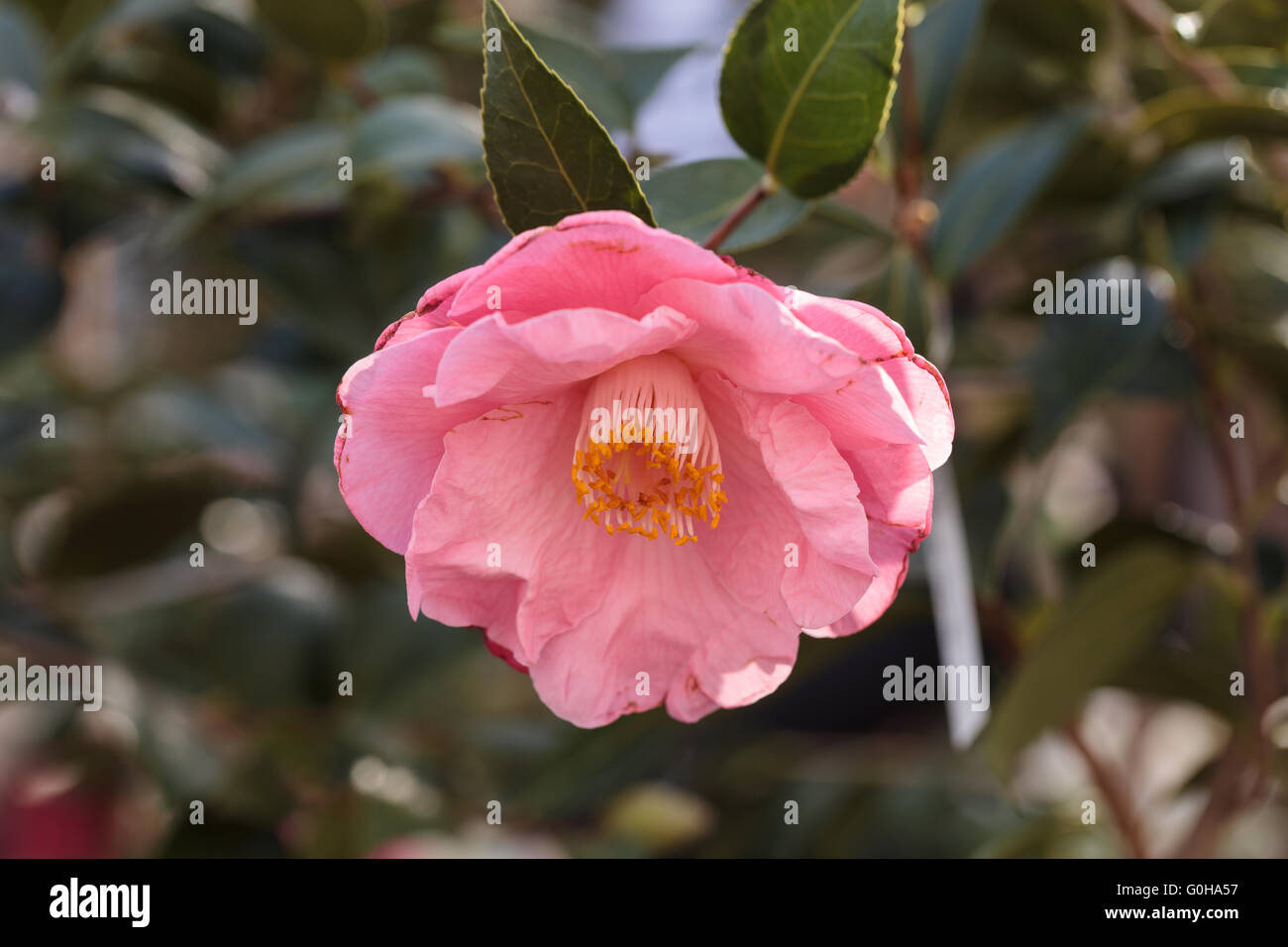 Camellia japonica pink flower Stock Photo