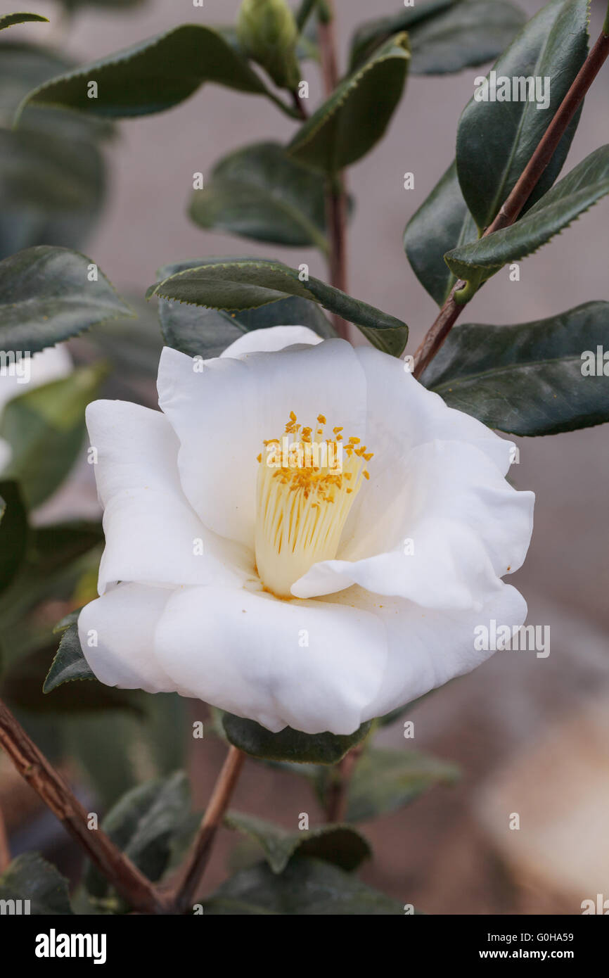 Camellia japonica white flower Stock Photo