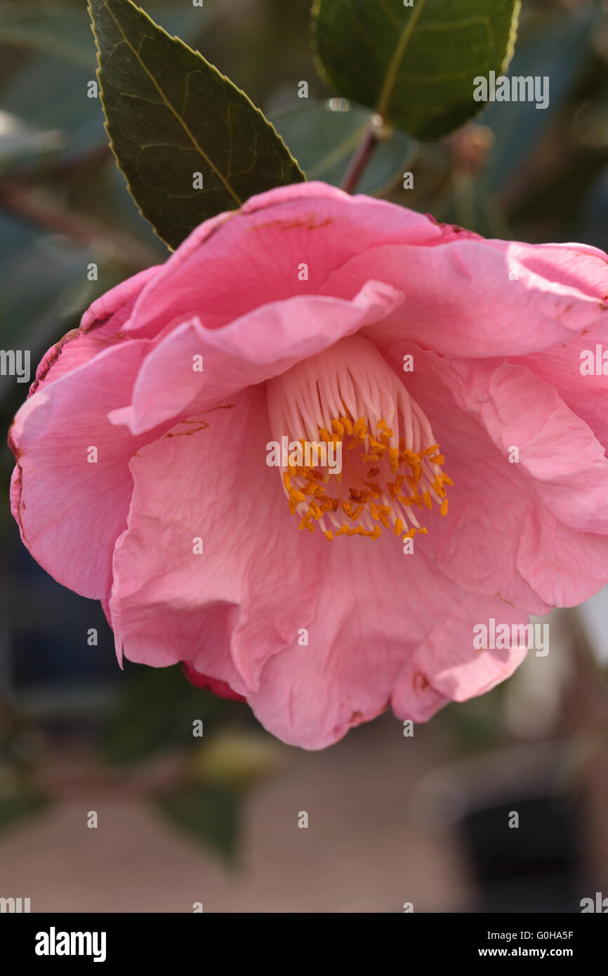 Camellia japonica pink flower blooms Stock Photo