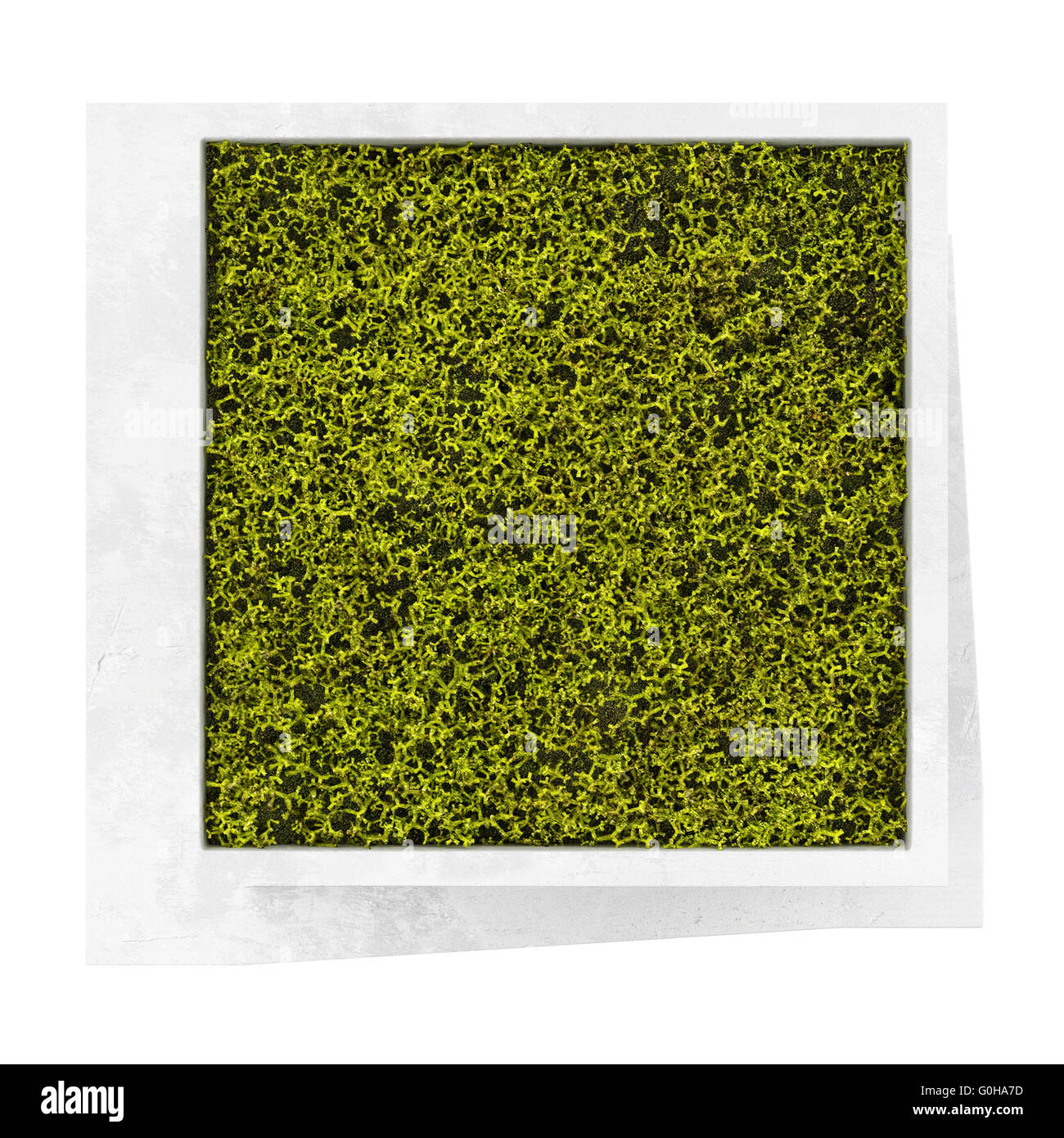 top view of square moss pot isolated on white background Stock Photo