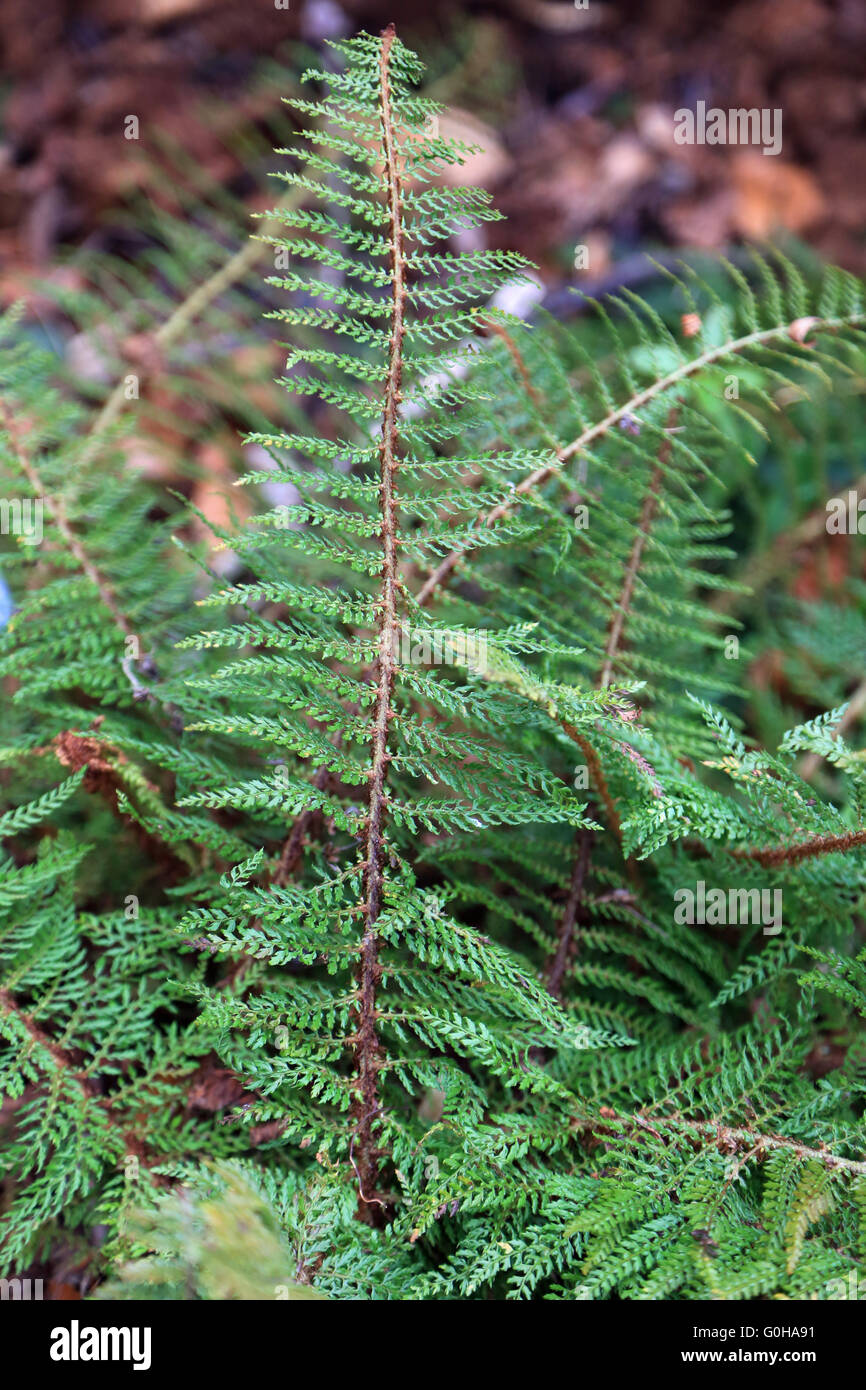 Japanese lady fern Stock Photo