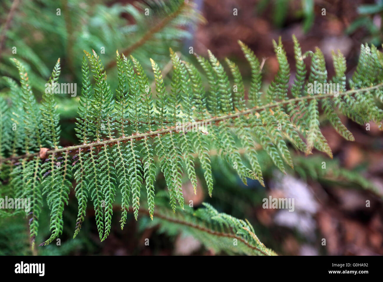 Japanese lady fern Stock Photo