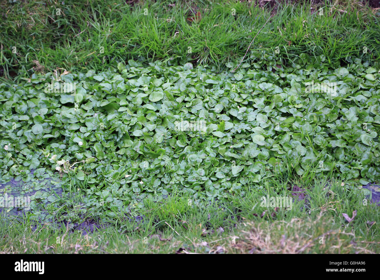 Moat with water plants and hydrophyte Stock Photo