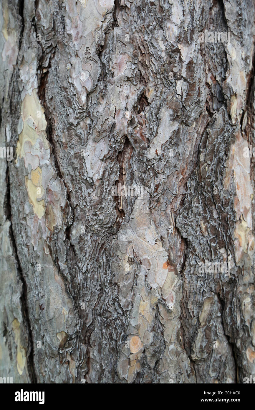 Pine bark Stock Photo