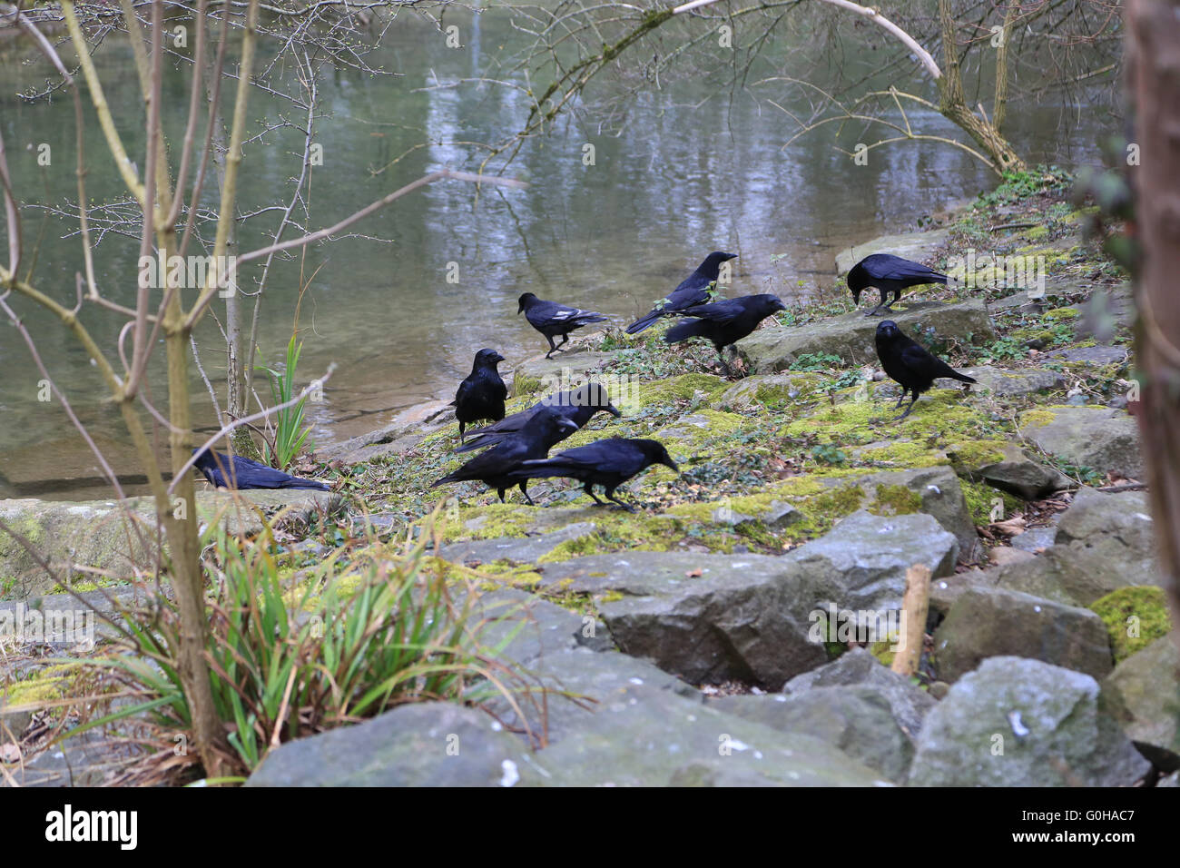 Carrion crows Stock Photo